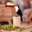 Novica Handmade Tropical Toucan Wood Sculpture