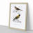 Bird Illustrations PL. 55 by Charles D' Orbigny - Single Picture Frame Painting-55457060-55457057