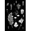 Botanical Collage 2 Print-1271825125-1271825144