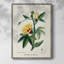 «Turpin Tropical Botanicals VI», reproduction encadrée - bois massif-436315279