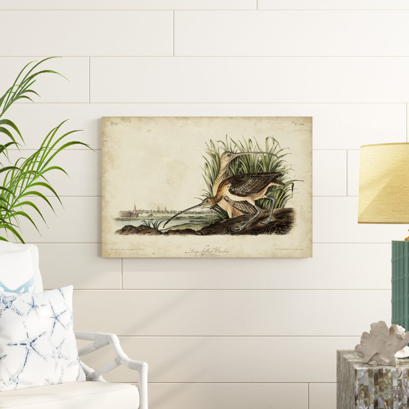 " Long-billed Curlew " by James Audubon Painting Print, 24" H x 36" W x 1.25" D
