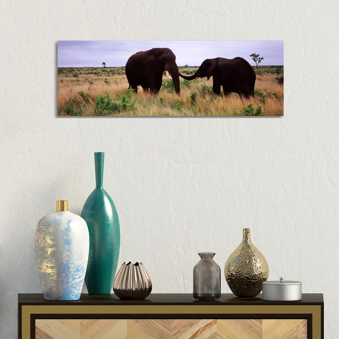 Two African Elephants (Loxodonta Africana) Socialize on the Savannah Plains - Wrapped Canvas Panoramic Photograph