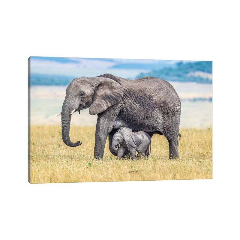 A Wee One by Jeffrey C. Sink - Wrapped Canvas Print