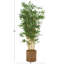 Arbre artificiel à feuilles et Cole Cole Grey-1122949464-1122949446