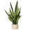 Faux Snake Plant in Cement Pot