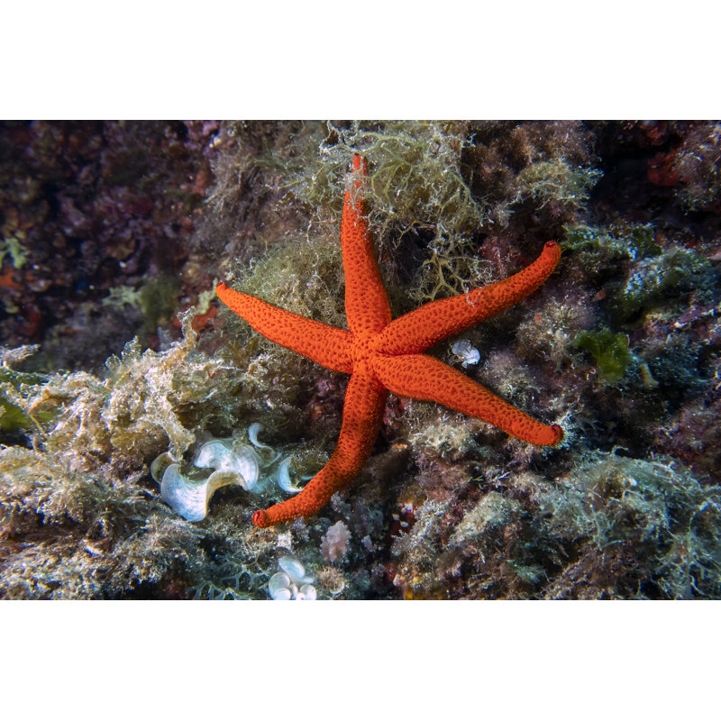 Mediterranean Red Sea Star (Echinaster Sepositus) by Rob Atherton - Wrapped Canvas Print, 81cm H x 122cm W