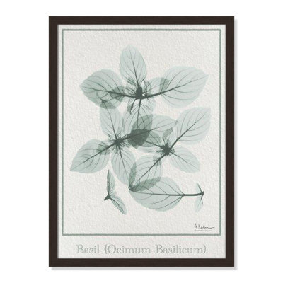 Jeanette "Basil Ocimum Basilicum" Painting