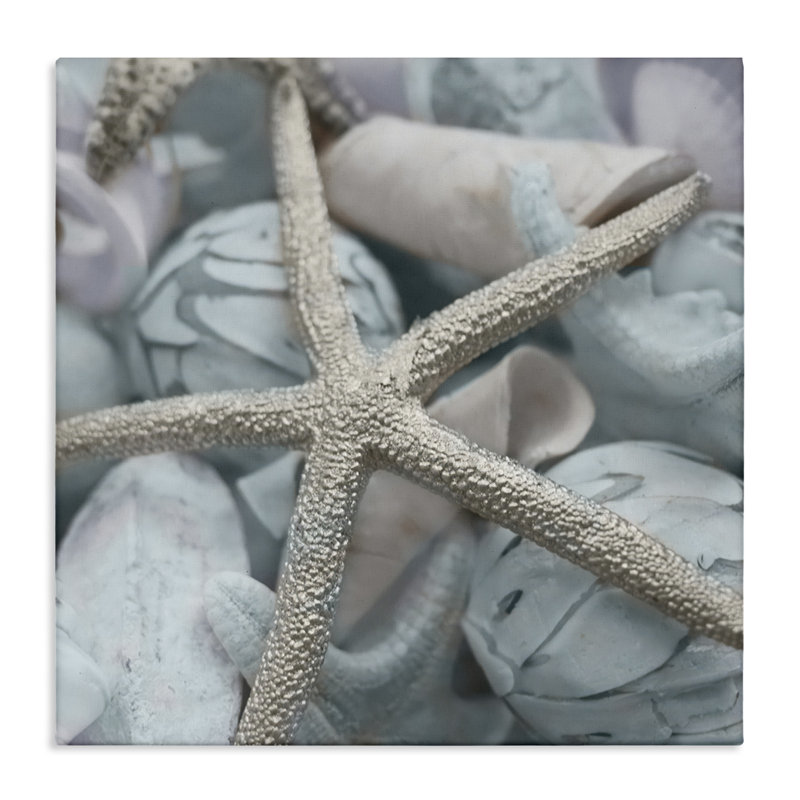 Étoile de mer et coquillages variés, art mural par Susan Bryant, H 17 po x l 17 po