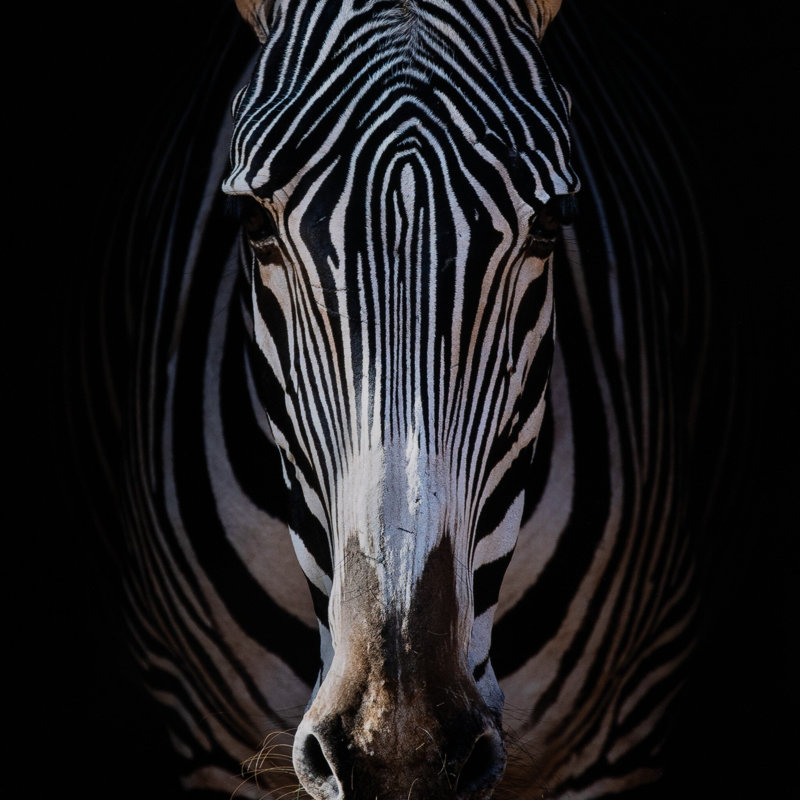 Zebra Stare By Getty Images, H 48" x W 32"