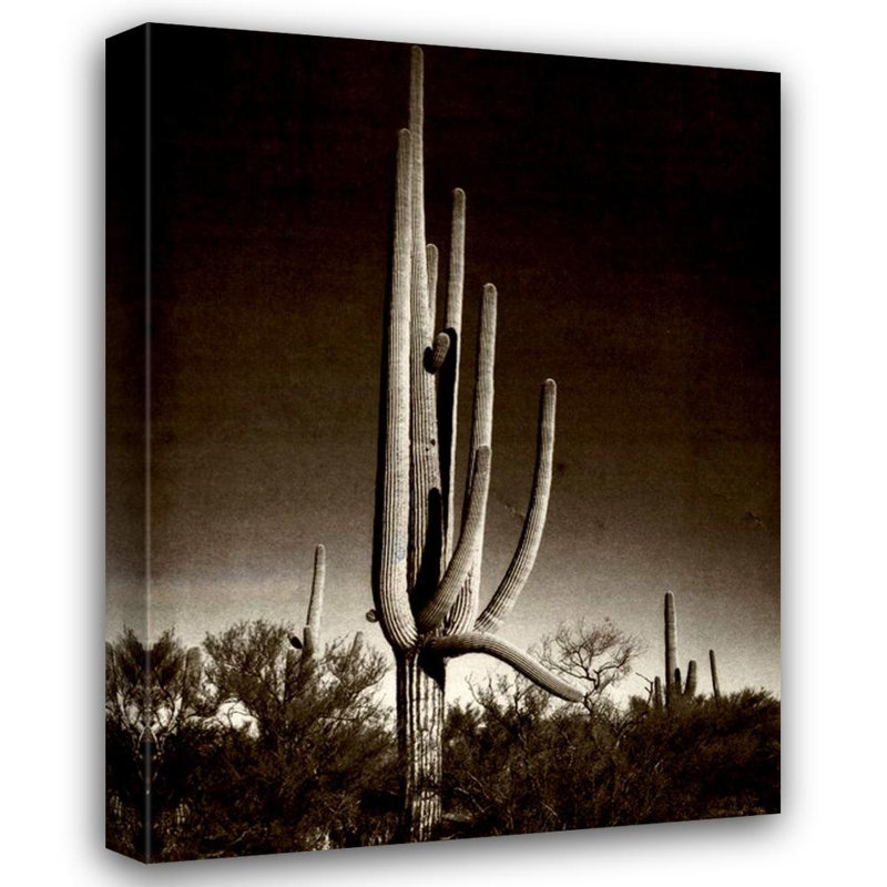 Saguaro, Arizona, H 24 po x l 18 po