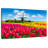 Alvord Holland Tulip Field-108730848