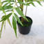Arbre artificiel Mahonia Fortunei 6 pi en pot pour bureau personnel