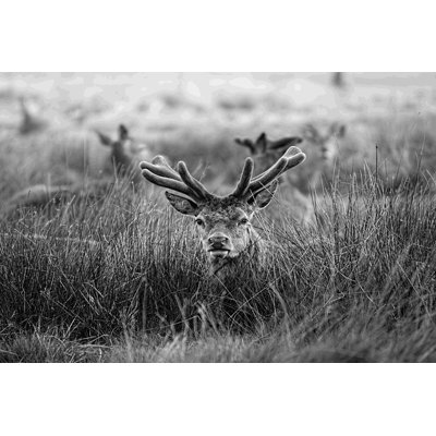 " Velvet Antlers I " by Joe Reynolds