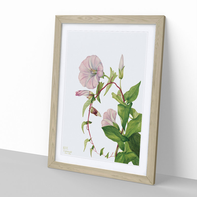Hedge Bindweed by Mary Vaux Walcott - Picture Frame Painting, 48cm H x 36cm W x 2cm D, Oak Framed