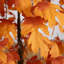 Arbre d'automne artificiel pré-éclairé avec 180 lumières DEL blanc chaud-950483936