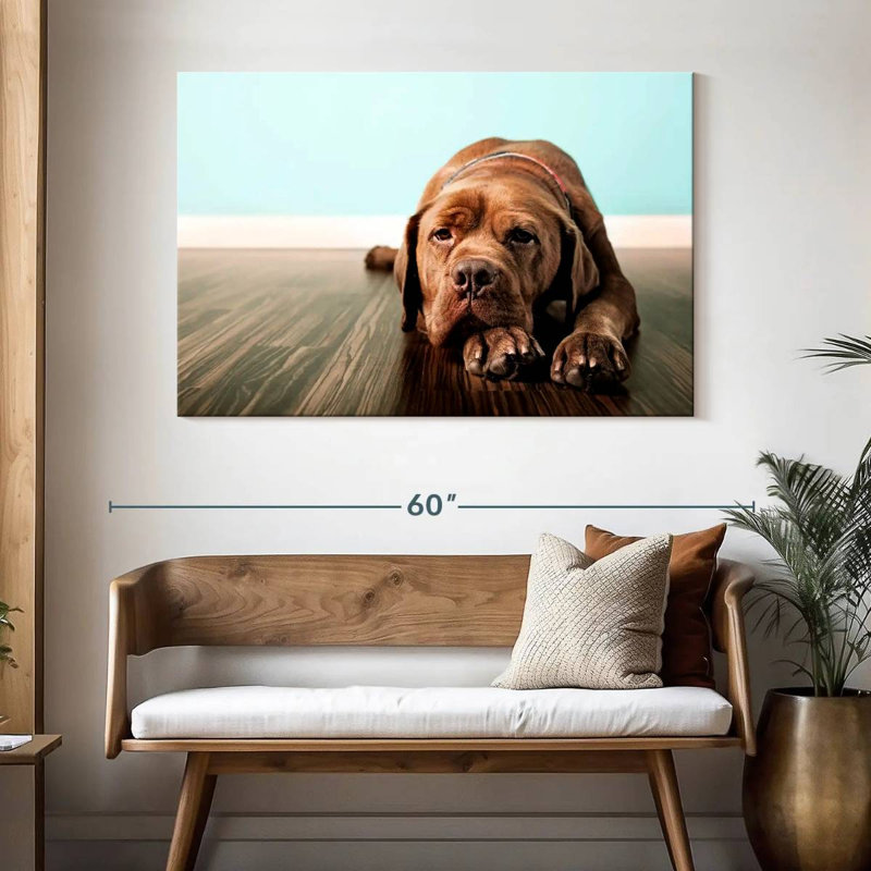 Dogue français Brampt s'ennuie, H 32 po x l 48 po