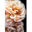 Floribunda II Print by Alicia Bock-1498420165-1498420171