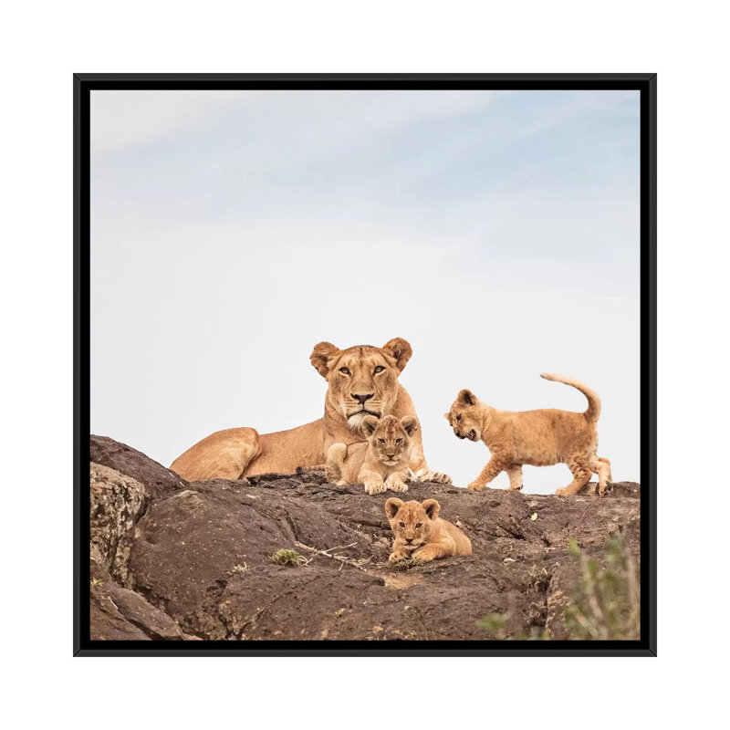 Colour Lioness & Cubs by Klaus Tiedge - Print on Canvas, 45.72 cm H x 45.72 cm W, Black Framed Canvas