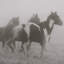 «Painted Horses On The Run» par Debra Van Swearingen, reproduction d'art encadrée à la main