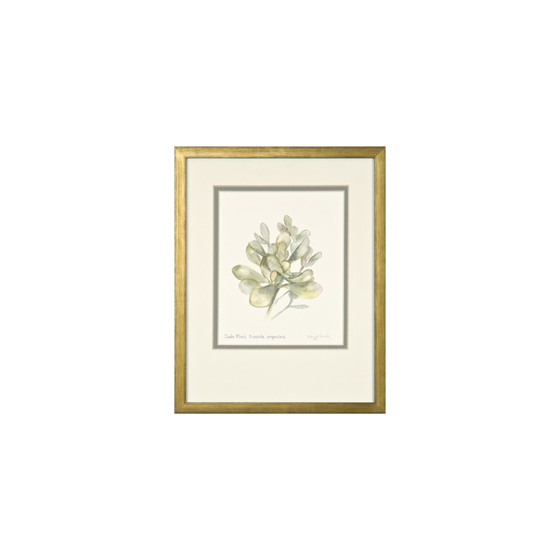 Jade Plant Crassula Argentea Print by Daughdrill
