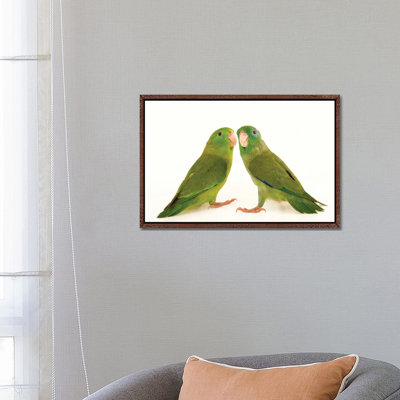 Two Spectacled Parrotlets At Piscilago Zoo The Male Has Blue Around The Eye by Joel Sartore - Gallery-Wrapped Canvas Giclée on Canvas