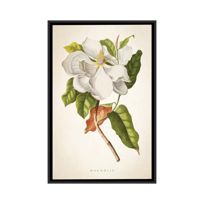 « magnolia botanique print i », impression sur toile, H 26 po x l 18 po x P 1,5 po, Toile avec cadre noir, Pas de tapis