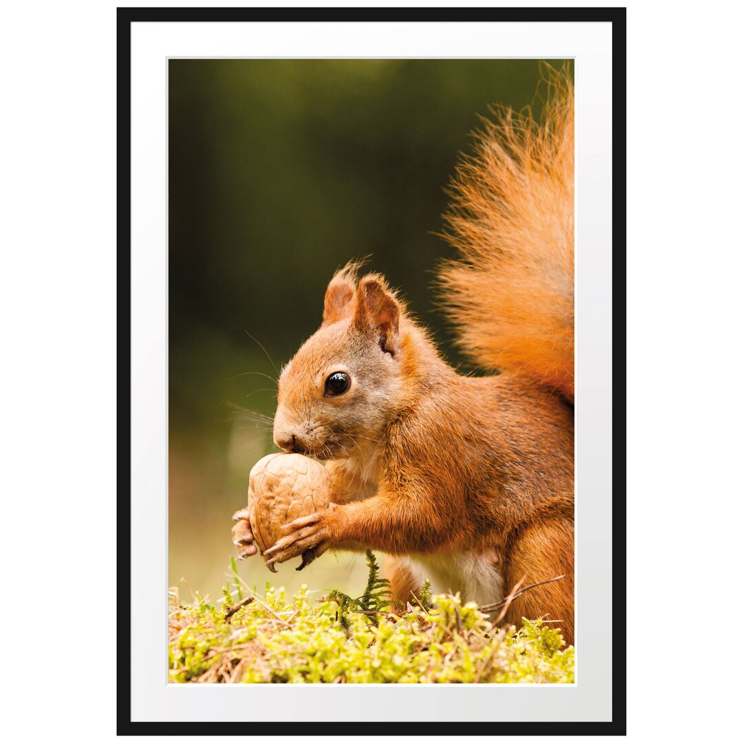 Gerahmtes Poster Eichhörnchen mit Nuss