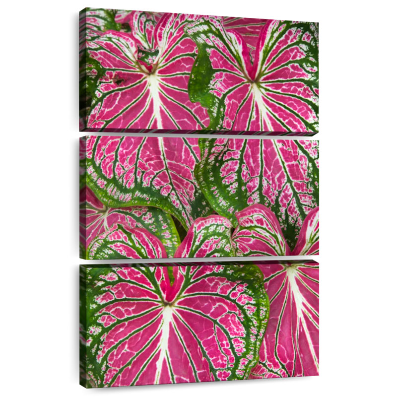 Feuilles Harnek Caladium