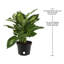 Dumb Cane in Nursery Pot