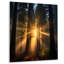 «God Rays Sunshine Through the Forest», art mural séquoia-293276115-293276118