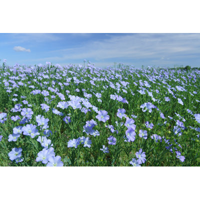 Flax Field Blooming, Flax Agricultural Cultivation by Model-la - Wrapped Canvas Print
