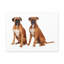 «Boxer Dog Couple», reproduction d'art animalier-1517615793
