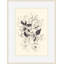 Morning Hellebores 1 Print-152283576