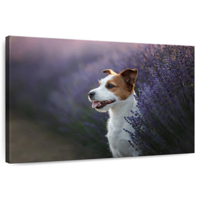 Brampt Lavender Field Dog