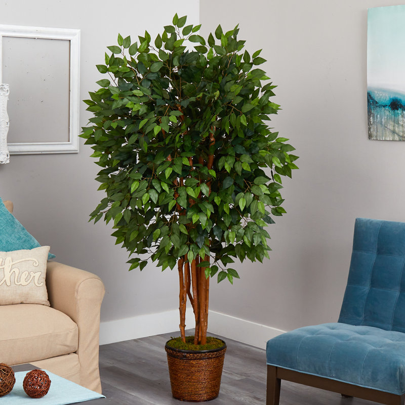 Faux Ficus Tree in Wood Planter, 66" H x 33" W x 33" D