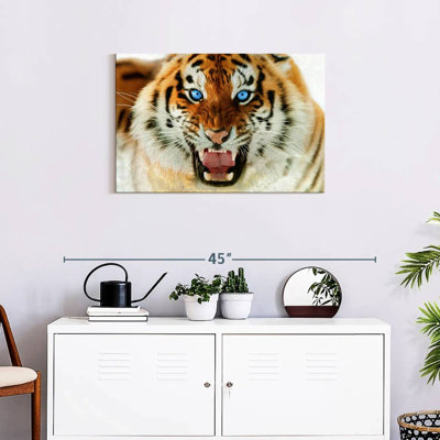 Brampt Furious Tiger
