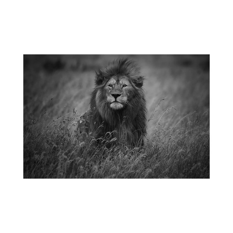 Lion King by Mohammed Alnaser - Wrapped Canvas Gallery-Wrapped Canvas Giclée, 66.04 cm H x 45.72 cm W x 1.91 cm D
