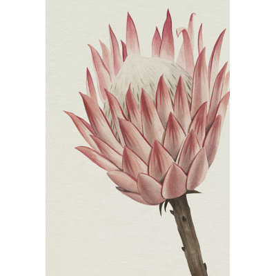 Queen Protea II par Grace Popp