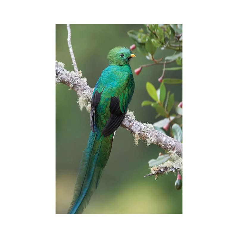 Resplendent Quetzal Male, Costa Rica II 1 Piece Wrapped Canvas Wall Art, 20.32 cm H x 30.48 cm W