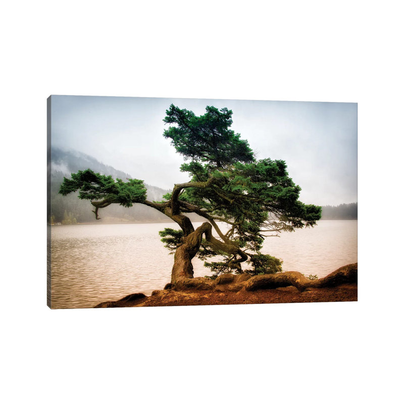 Orcas Island Pine by MScottPhotography - Wrapped Canvas Print, 45.72cm H x 66.04cm W x 1.9cm D