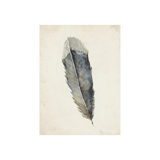 Charcoal Feathers I Print by Beverly Fuller