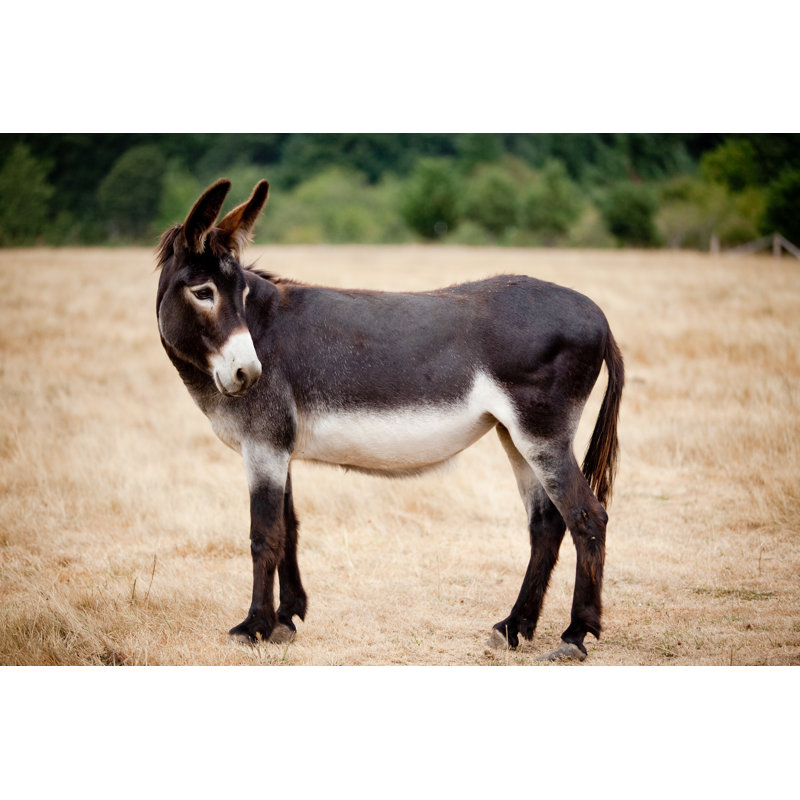 Casual Mule Donkey - Wrapped Canvas Print, 30cm H x 46cm W x 3.8cm D