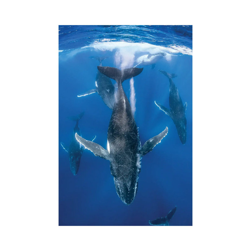 Humpback Whale Heat Run by Jordan Robins - Wrapped Canvas Print, 66.04 cm H x 45.72 cm W x 3.175 cm D