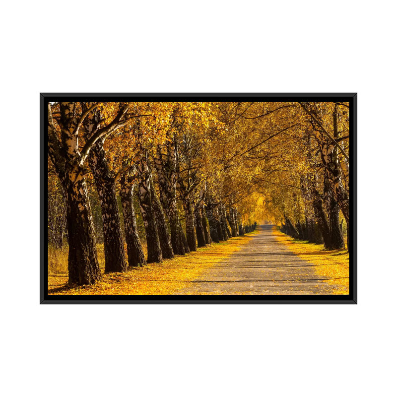 « pologne, bouleau alley » par mikolaj gospodarek, impression sur toile tendue, H 18 po x l 26 po x P 1,5 po, Pas de tapis