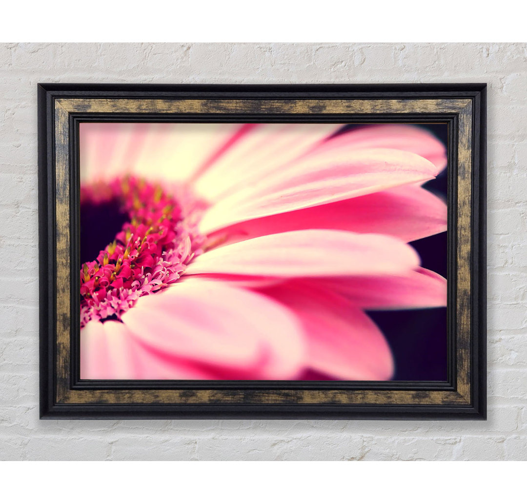 Gerahmtes Wandbild Gerbera Pink Petal Close-Up