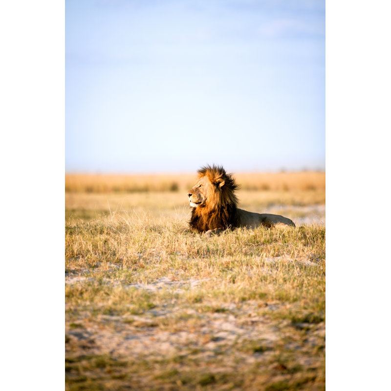 Large Male Lion by 2630ben - Wrapped Canvas Print, 46 cm H x 30 cm W