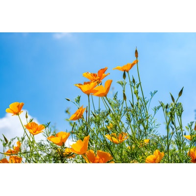Blooming Poppies 1 Piece Wrapped Canvas Wall Art