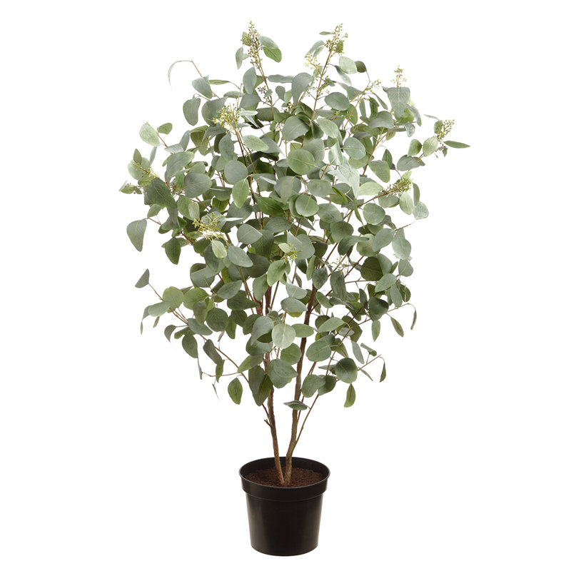 67 po. Plante en pot