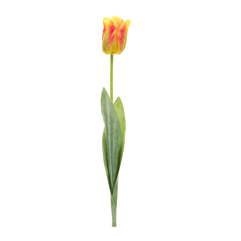 Tulipe florale (ensemble de 6)