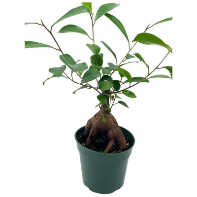 Chinese Banyan In 4 Inch Pot